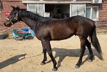 ���;��� (DOCTOR ALPHA) ����