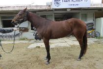 �긮�������� (BREEDO AQUA) ����