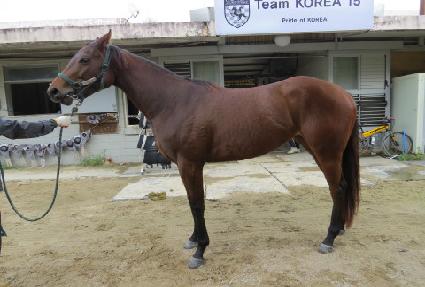 �긮�������� ����