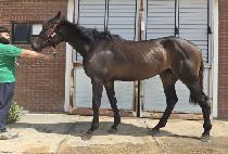 Ž���������� (TAMNA PRINCESS) ����