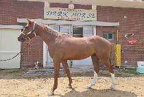 ��ƮƮ�� (ART TREE) ����