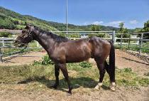 �ݾƳ��� (GEUMA NOVICE) ����