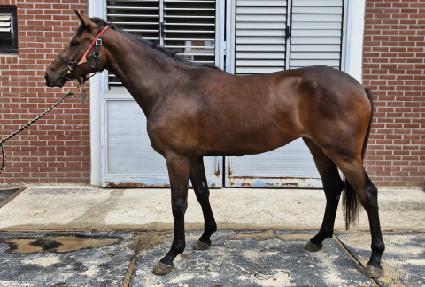 ���������� ����