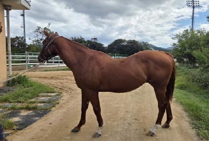 ��Ÿ��ƽ��Ÿ ����