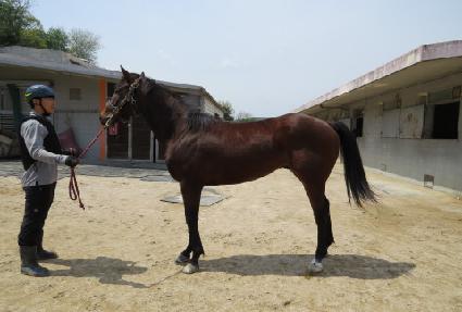 ����Į���� ����