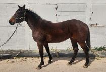 �����Ŭ�� (MORE QUICKLY) ����