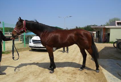 �¾������� ����