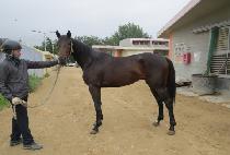 ������ (LOVERMAN) ����