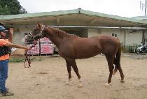 �����ƹ̸� (THE SUN AMIR) ����