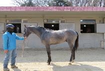 �Ƹ𽺽�Ÿ (AMOS STAR) ����