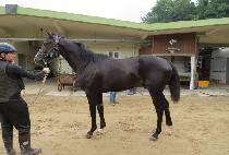 �ٶ����� (BARAMGAEBI) ����