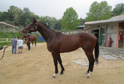 ��ŸƮ�� ����