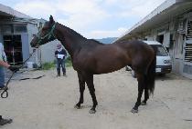 û�굹ǳ (CHEONGSAN DOLPUNG) ����