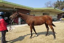 ī���� (CHAOS) ����