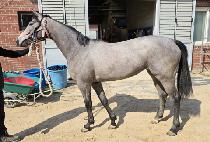 ũ�����о��� (CRYSTAL EYE) ����