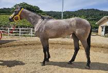 ���ͽ��� (DOCTOR STING) ����