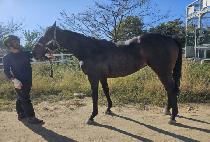 ���ν��� (VELOCI QUEEN) ����