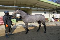 ���̽���� (RACE DIVA) ����