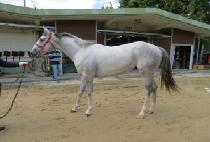 �巡�ǹ��� (DRAGON MIJIN) ����