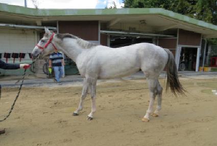 �巡�ǹ��� ����