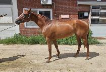 ��ŬŸ�� (SHACKLE TOWN) ����