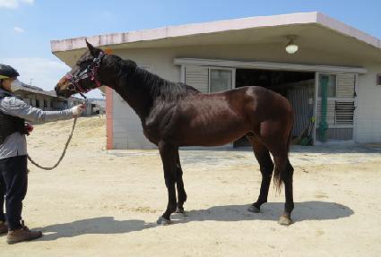 ���ø�Ʈǻó ����