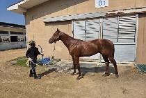 ����ũ (YONGBI SHARK) ����