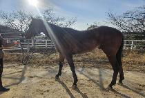 Ǫ���ű� (PUREUN SINGI) ����