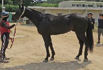 �ĳ��ŷ (PANORAMA KING) ����