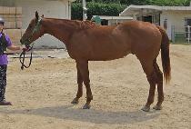 ���̾�Ʈ (IRON BOLT) ����