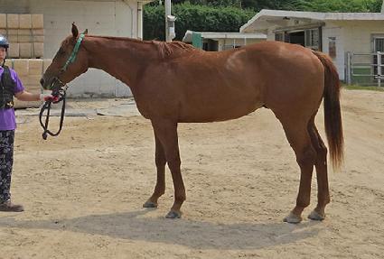 ���̾�Ʈ ����