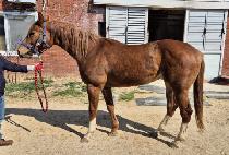 �︮���� (HELIOS) ����