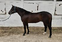 �ö��׷����� (FLYING LEGEND) ����