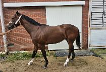 ķ�ǿ� (CAMPIO) ����