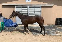 �Ŀ�Ǯ��� (POWERFUL RUBY) ����