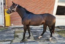 �����̾� (SPIRE) ����