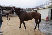 ������� (YEONGWOL SARANG) ����