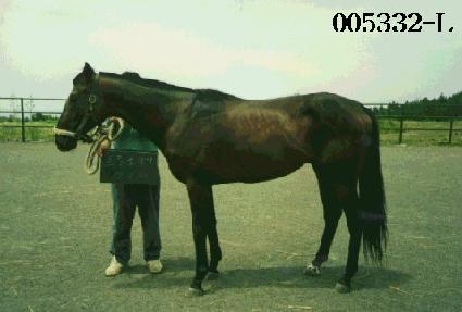 ���������� ����