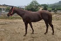 �Ŀ�Ǯ�� (POWERFUL TOM) ����