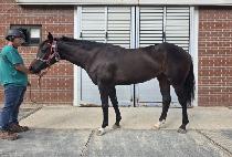 �Ŀ�Ǯ���� (POWERFUL DEVIL) ����