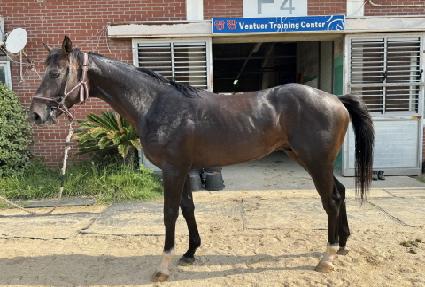 ����÷��� ����