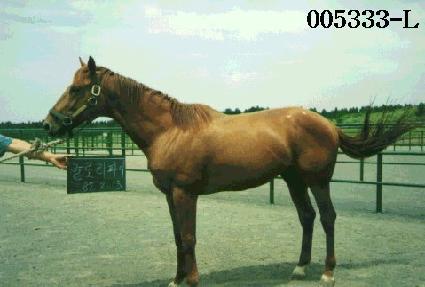 �۷θ�ȭ�� ����