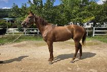 ��������ĸƾ (AIRFORCE CAPTAIN) ����