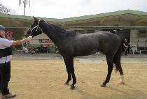 ���÷�Ʈ (REFLECT) ����