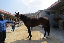 �ö��׾Ƴ� (FLYING HONOR) ����