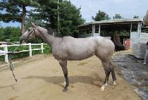 ��ƿ��� (STEEL MORE) ����