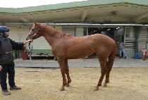 ����ȭ (YONGBI SHINHWA) ����