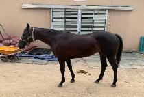 �������� (ARE YOU READY) ����