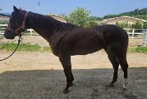 �뼺��� (DAESEONG GOLD) ����