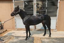 �÷���Ʈ�� (FLEX TRICK) ����